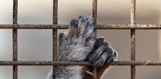 Les autorités espagnoles révèlent un « parc animal secret » de 56 espèces