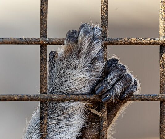 Les autorités espagnoles révèlent un « parc animal secret » de 56 espèces